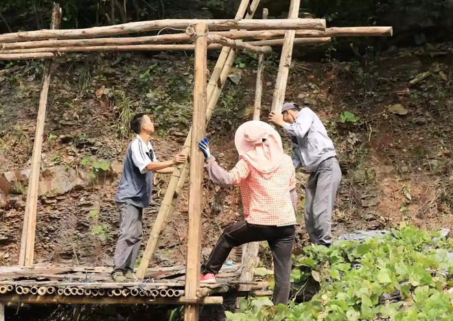 七彩山鸡养殖利润_养殖七彩山鸡致富视频_视频致富七彩养殖山鸡是骗局吗