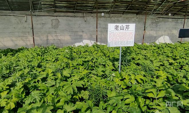 种植野菜挣钱吗_致富经野菜种植_野菜种植致富