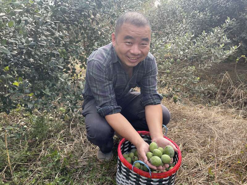 苏州“门外汉”种起“洋水果”