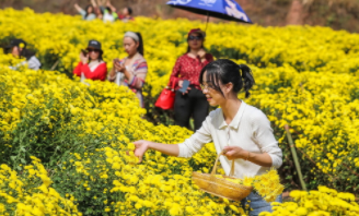 致富野菜种植技术视频_野菜种植致富_致富野菜种植方法