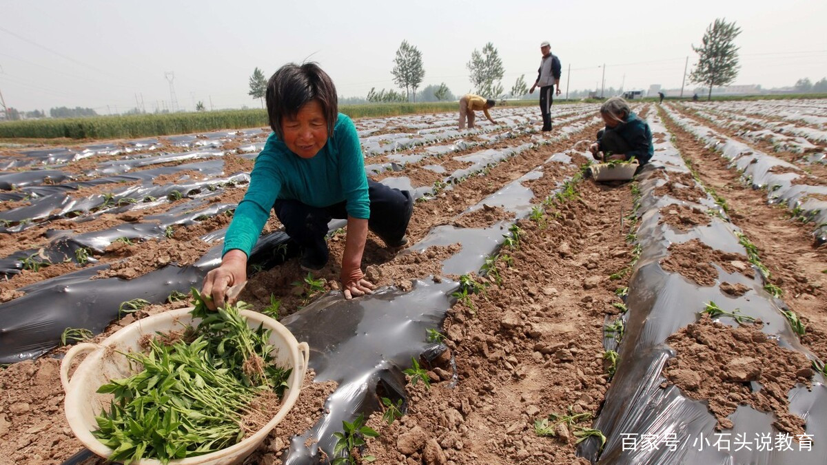 致富野菜种植方法_野菜种植致富_致富野菜种植技术视频