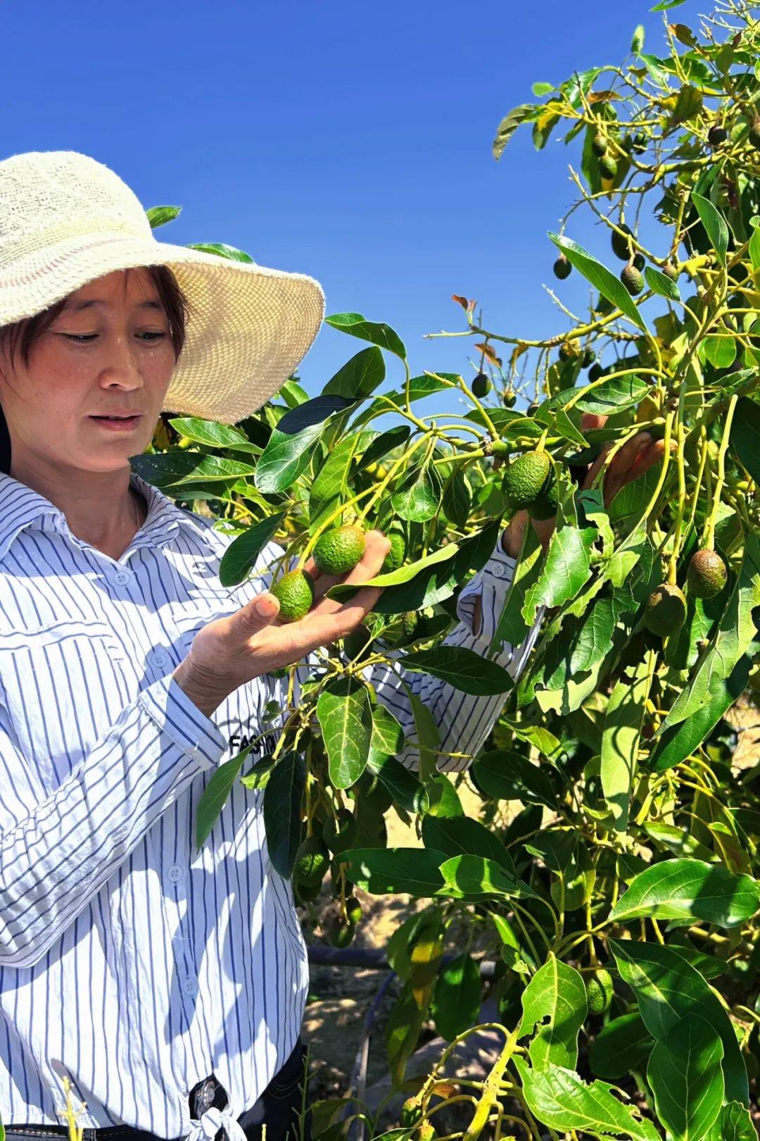 菲油果种植_菲油果种植的经济效益_菲油果种植技术