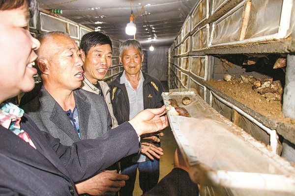 伊川县鸦岭村：小蜗牛带贫困户走上致富路