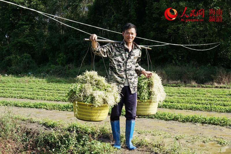 野菜种植致富_致富野菜种植技术视频_致富经野菜种植