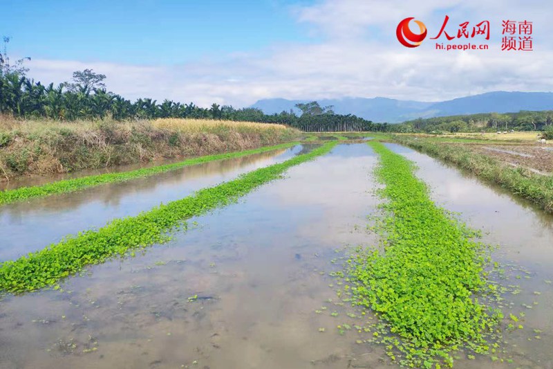 野菜种植致富_致富经野菜种植_致富野菜种植技术视频