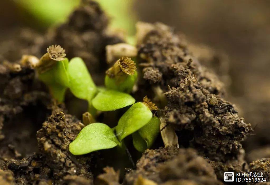 施肥坑是什么意思_施肥坑种植技术视频_种植坑施肥技术