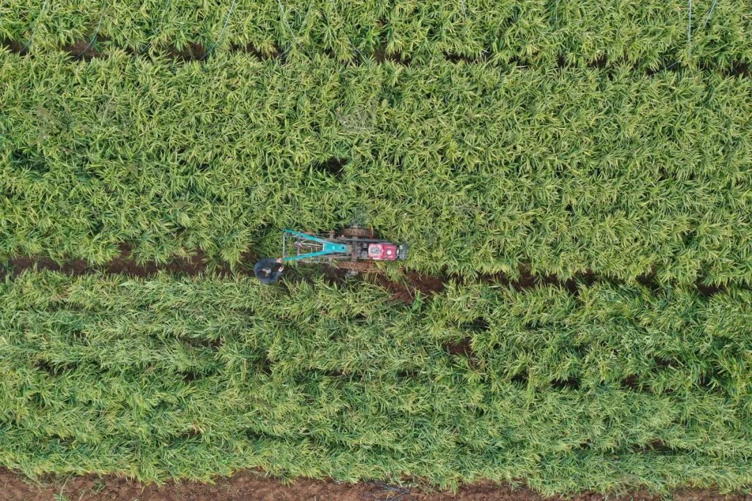 大棚生姜高产栽培技术视频_致富经大棚生姜种植_大棚生姜种植视频