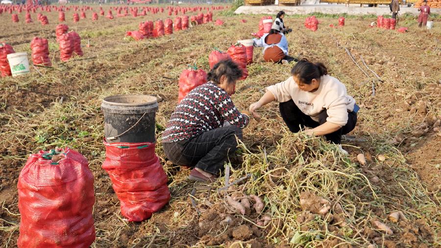 致富经大棚生姜种植_大棚生姜种植视频_大棚生姜高产栽培技术视频