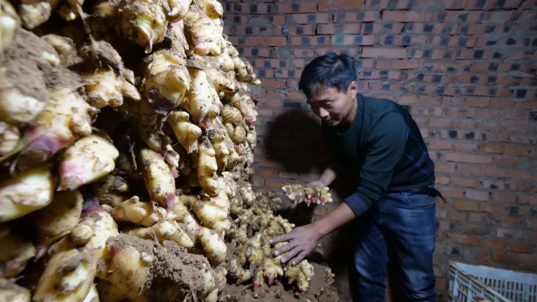 大棚生姜高产栽培技术视频_致富经大棚生姜种植_大棚生姜种植视频