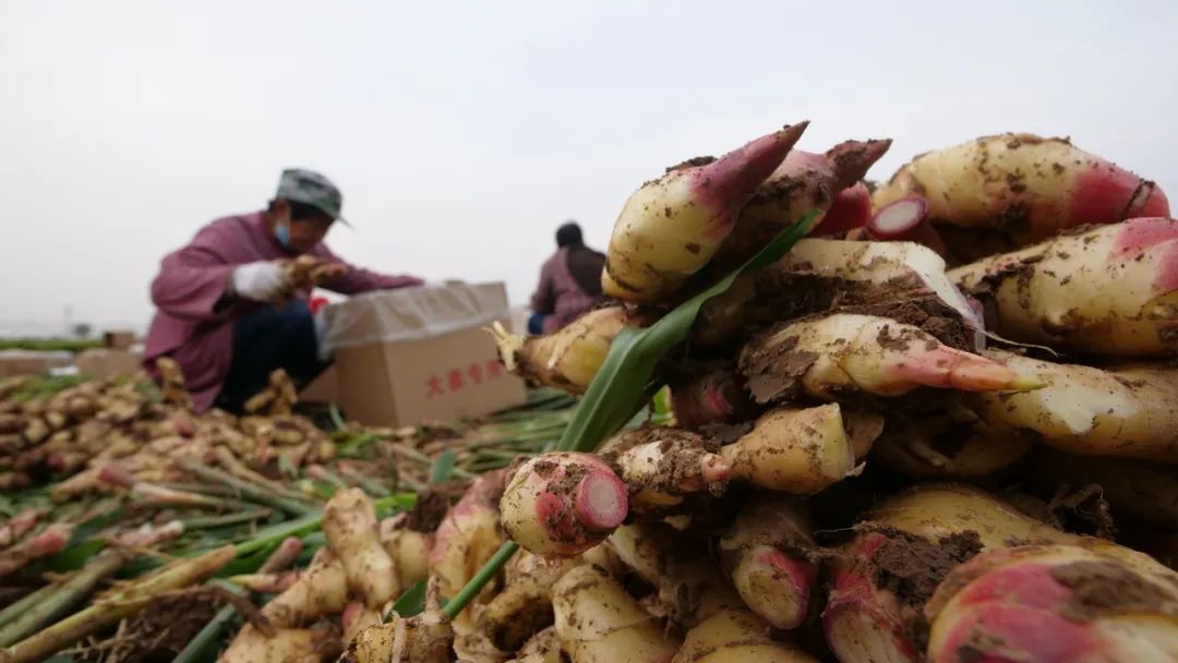 大棚生姜高产栽培技术视频_致富经大棚生姜种植_大棚生姜种植视频