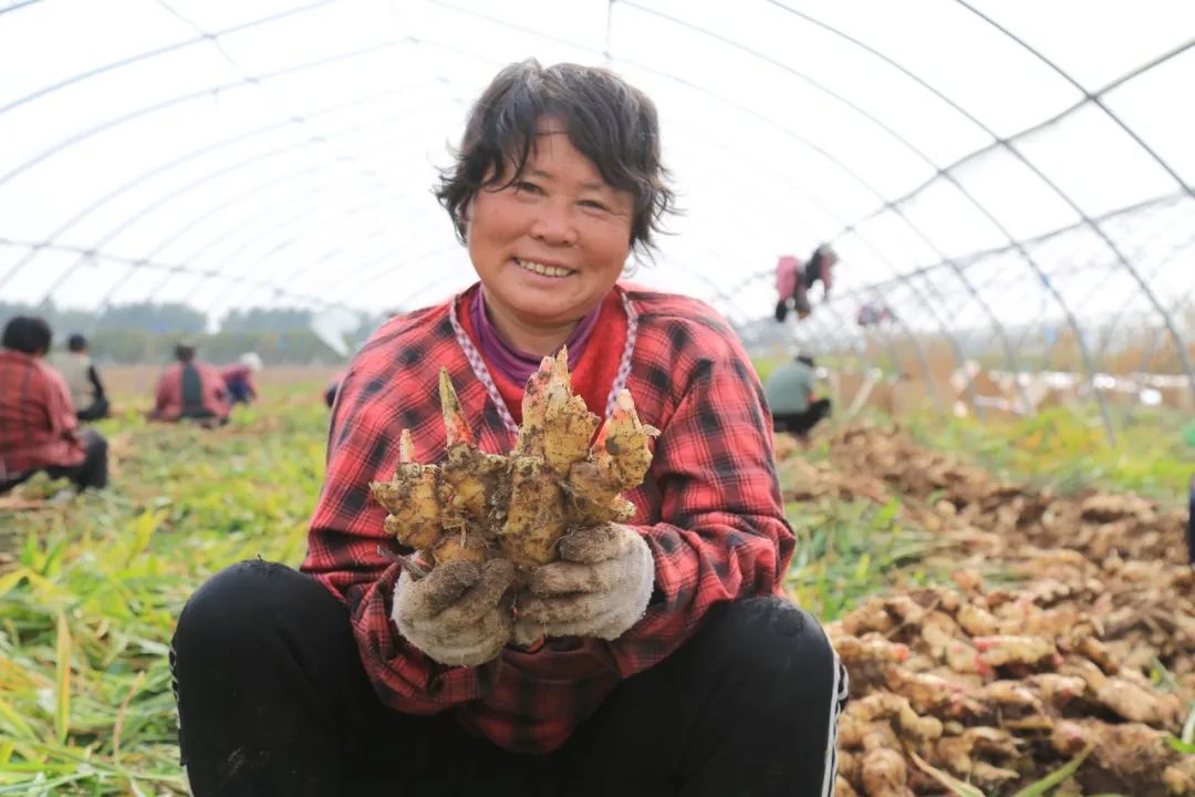 致富经大棚生姜种植_大棚生姜高产栽培技术视频_大棚生姜种植视频