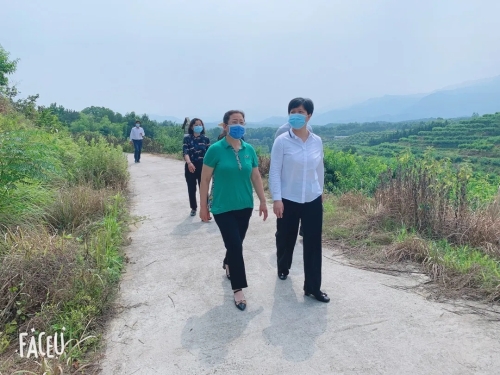 致富湖北种植蓝莓视频_湖北蓝莓种植基地_湖北种植蓝莓致富