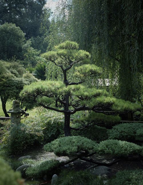 北方种植芭蕉管理技术视频_芭蕉北方种植技术与管理_北方种植芭蕉树生长环境