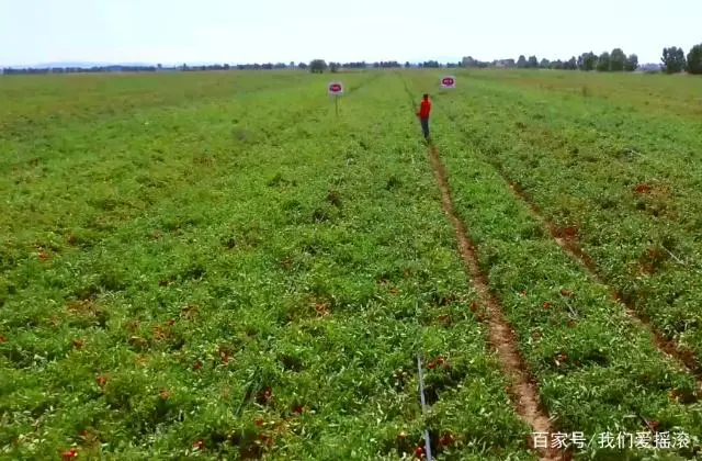 种植番茄的过程有图_种植图片蕃茄技术与管理_蕃茄种植技术图片