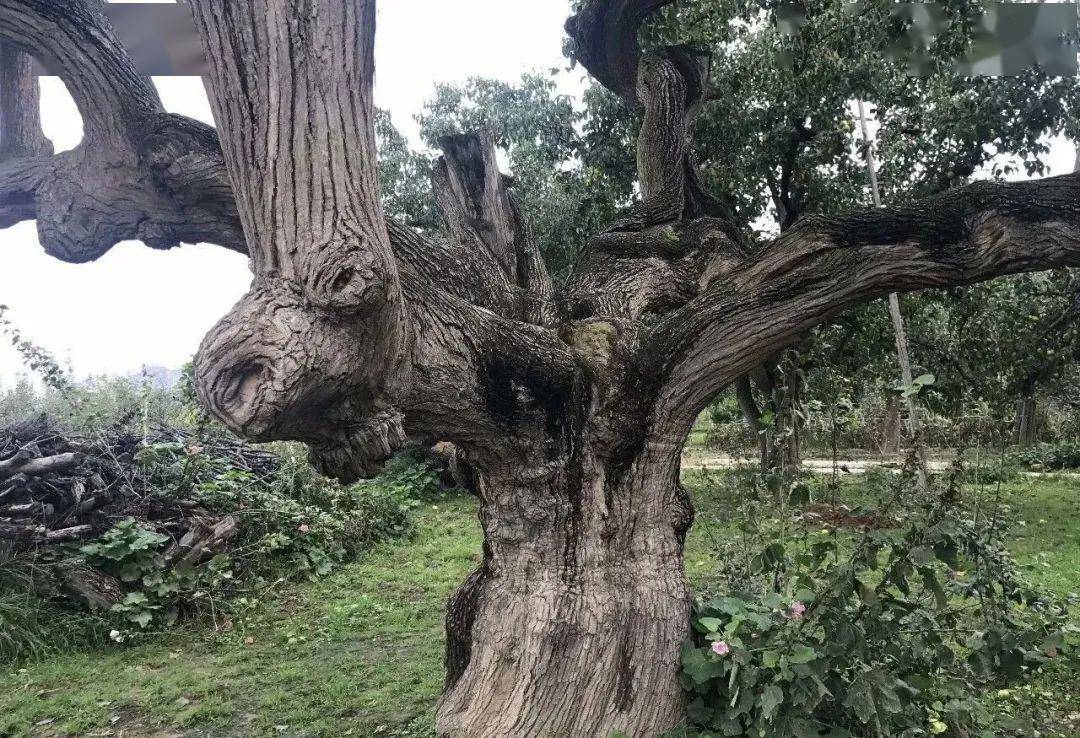 河南种植业致富项目_致富经河南种植技术_河南致富项目