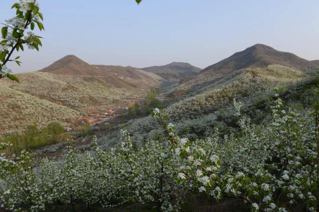 河南致富项目_致富经河南种植技术_河南种植业致富项目