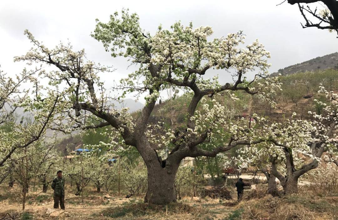 河南致富项目_致富经河南种植技术_河南种植业致富项目