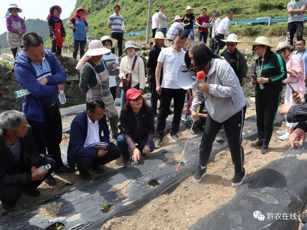 施肥坑种植技术视频_种植坑施肥技术_施肥坑是什么意思