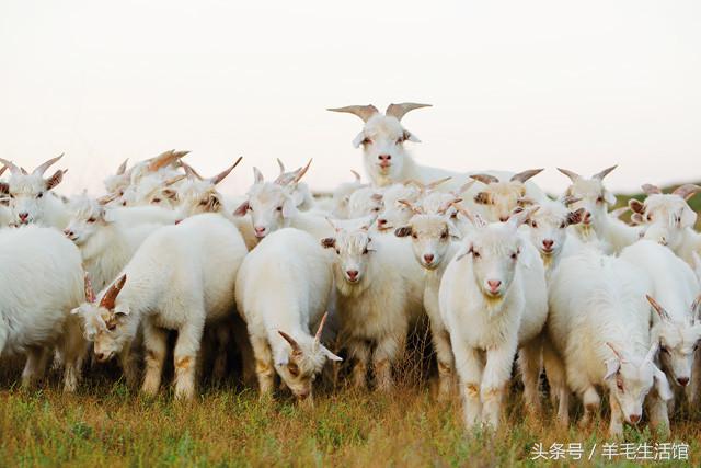 澳大利亚怎么养羊_养殖澳大利亚羊技术怎么样_澳大利亚羊养殖技术