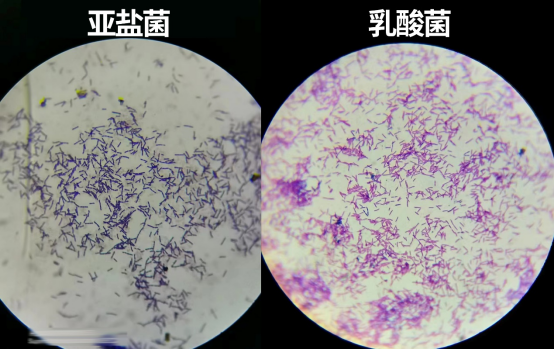 鱼塘里的致富经