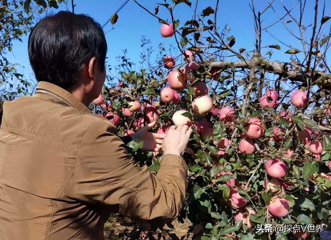 种植苹果致富的人_种植苹果赚钱吗_种植苹果致富去世