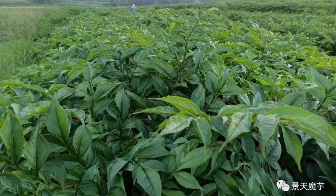 种植魔芋现场技术视频_种植魔芋的照片_魔芋种植技术图片