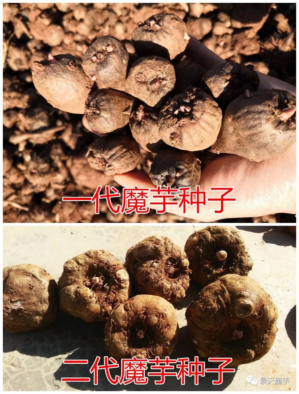 种植魔芋现场技术视频_种植魔芋的照片_魔芋种植技术图片