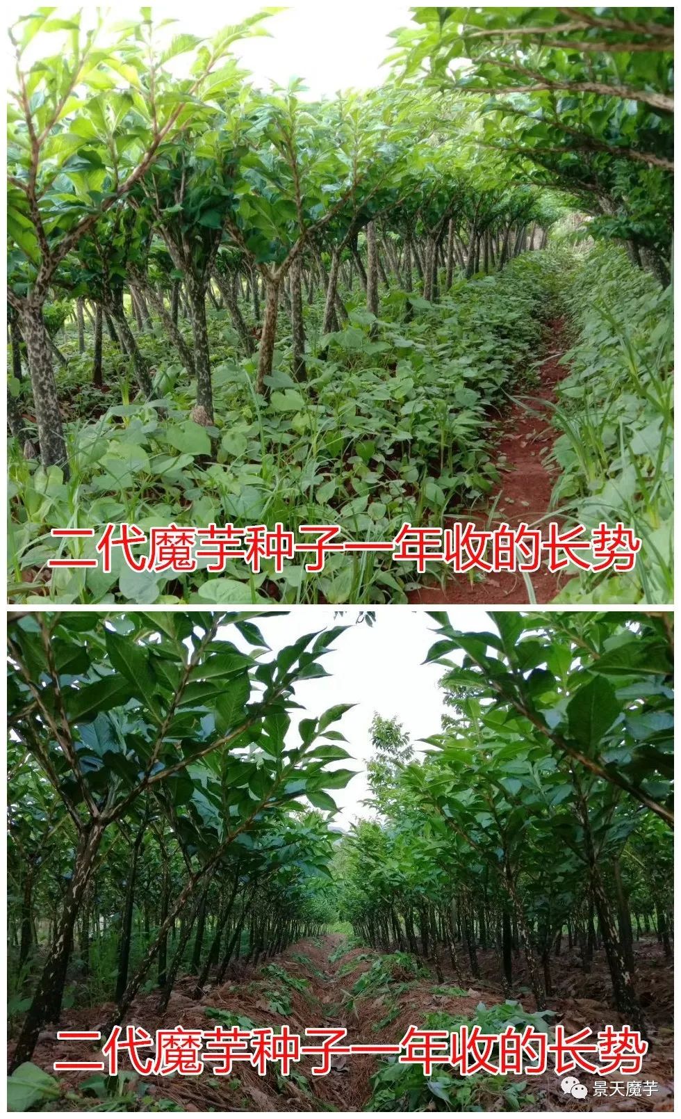 种植魔芋的照片_种植魔芋现场技术视频_魔芋种植技术图片