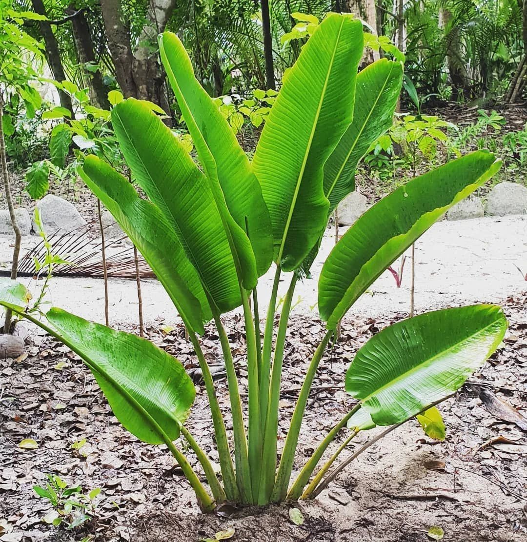 北方芭蕉树种植_芭蕉北方种植技术与管理_北方芭蕉