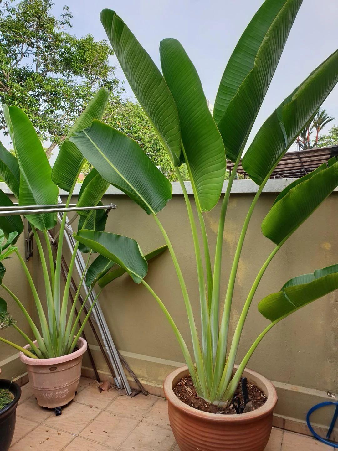 芭蕉北方种植技术与管理_北方芭蕉树种植_北方芭蕉