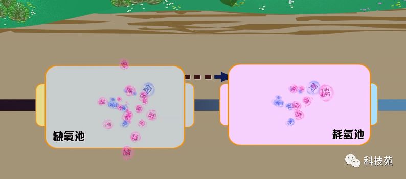 致富经黑水鸡养殖技术视频_致富经养鸡黑水虻视频_养黑水虻喂鸡的效益