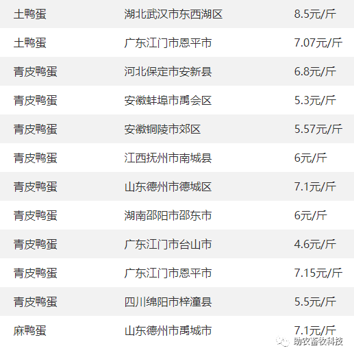 养鹅致富经_鹅养殖项目_致富经 鹅养殖业