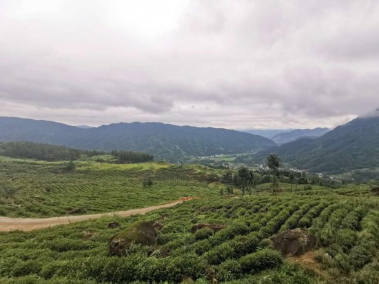 青山绿水间的小河庙 片片茶叶泡出 “致富经”