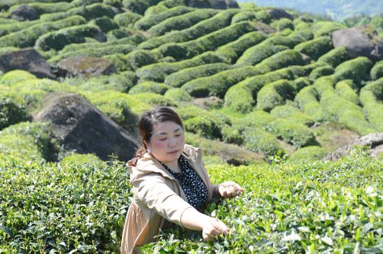 致富茶叶种植视频_茶叶怎么种植致富_种植茶叶赚钱吗