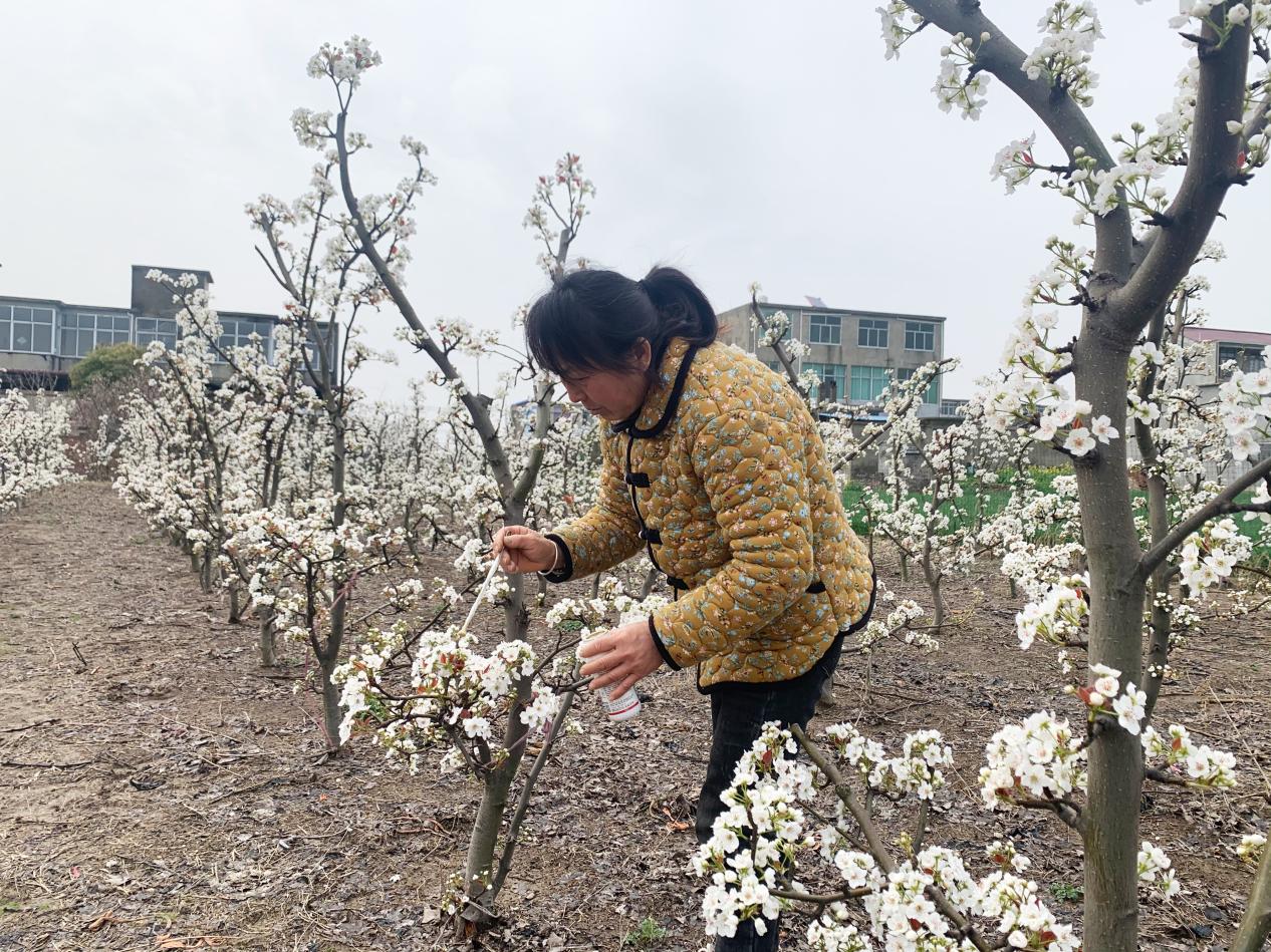 利辛县胡集镇：特色产业促发展 梨园开出“致富花”