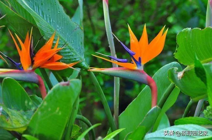 北方种植芭蕉管理技术要求_北方种植芭蕉树生长环境_芭蕉北方种植技术与管理