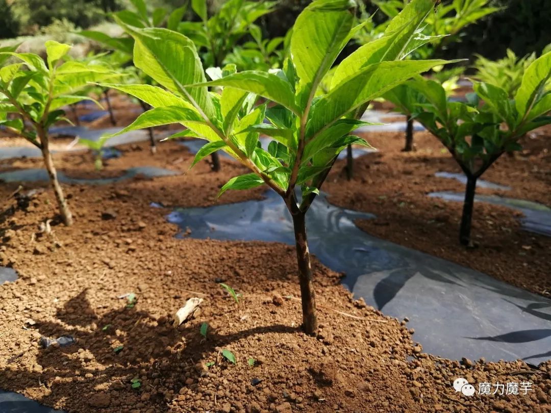 新魔芋种植模式—破黑膜魔芋种植技术