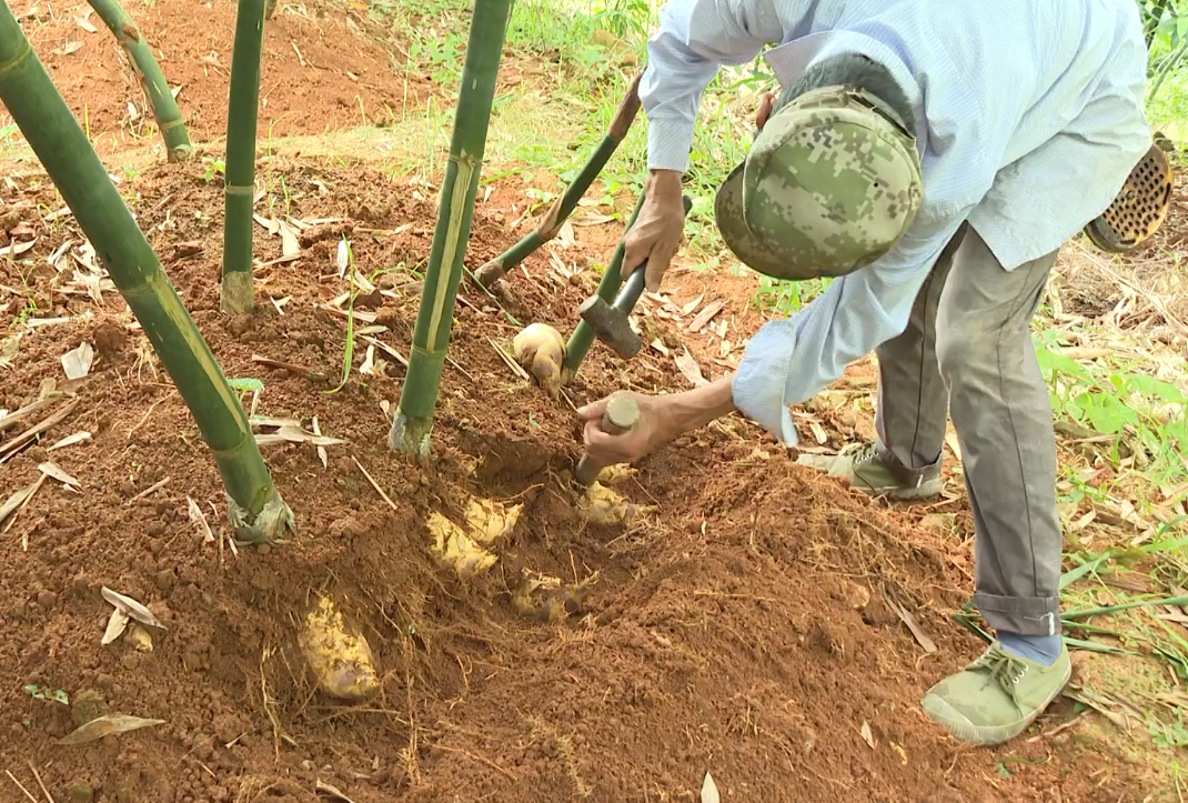 致富经宁竹笋_致富经余方种植竹笋_种植笋致富