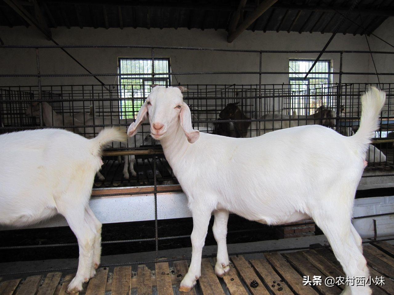 奶山羊饲养及羊奶加工_养奶山羊挣钱吗_沙能奶山羊养殖技术