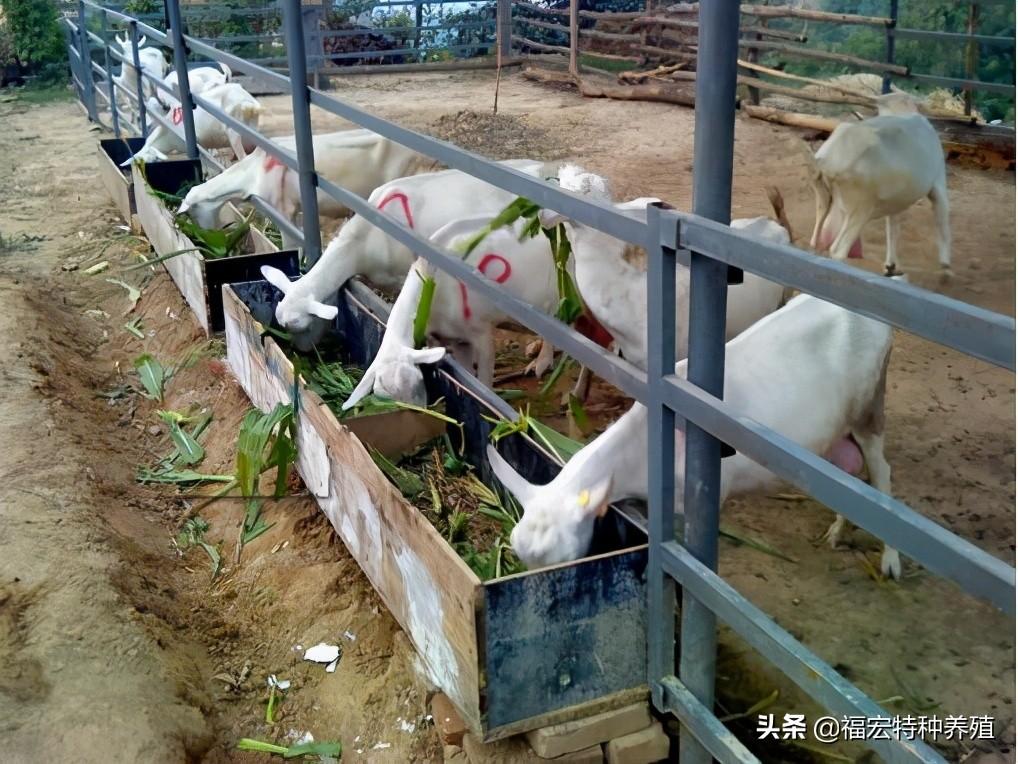 沙能奶山羊养殖技术_奶山羊饲养及羊奶加工_奶山羊饲养