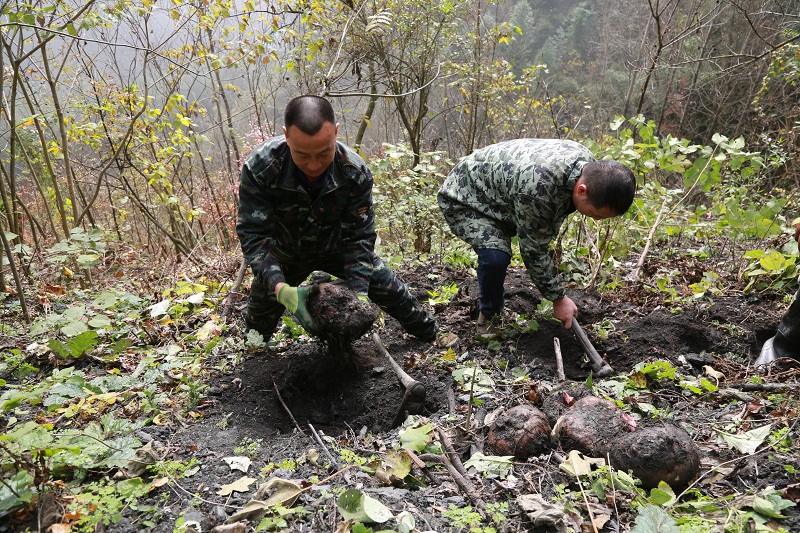 安康：白河魔芋种植好“丰”景