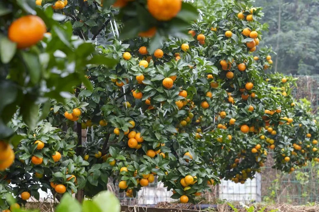 致富橘种植砂糖好吗_种植沙糖桔_种植砂糖橘致富