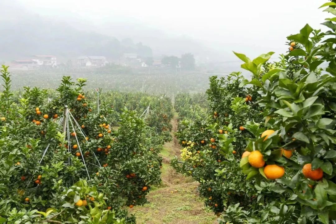 致富橘种植砂糖好吗_种植沙糖桔_种植砂糖橘致富