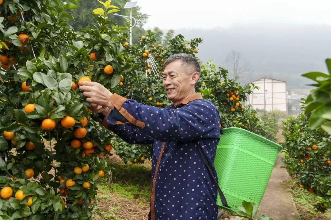 种植沙糖桔_种植砂糖橘致富_致富橘种植砂糖好吗