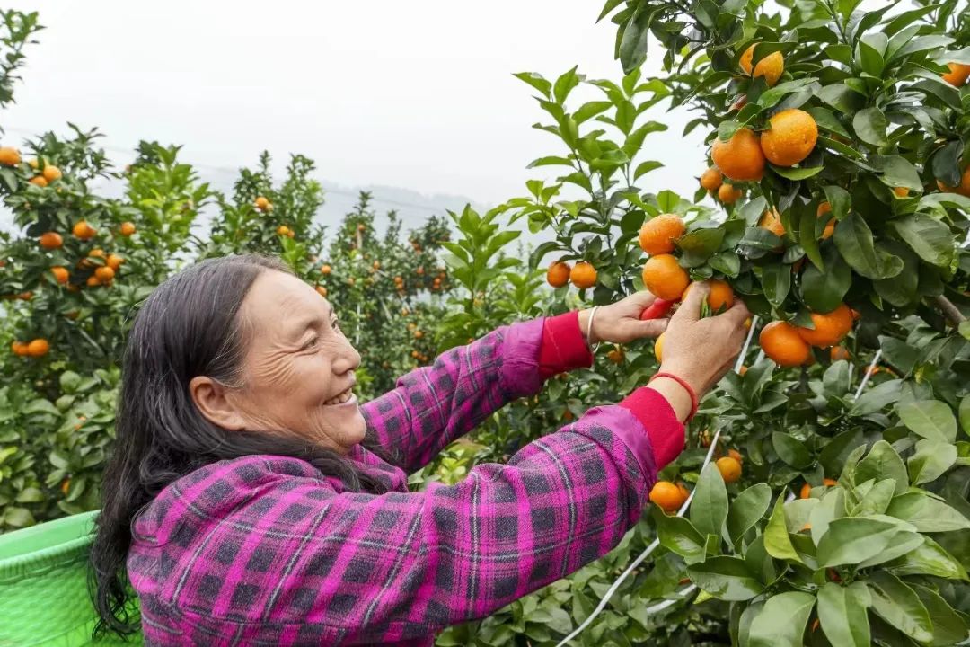 种植砂糖橘致富_致富橘种植砂糖好吗_种植沙糖桔