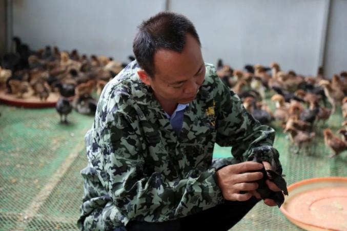 央视致富经黑鸡_央视致富节目_央视致富经