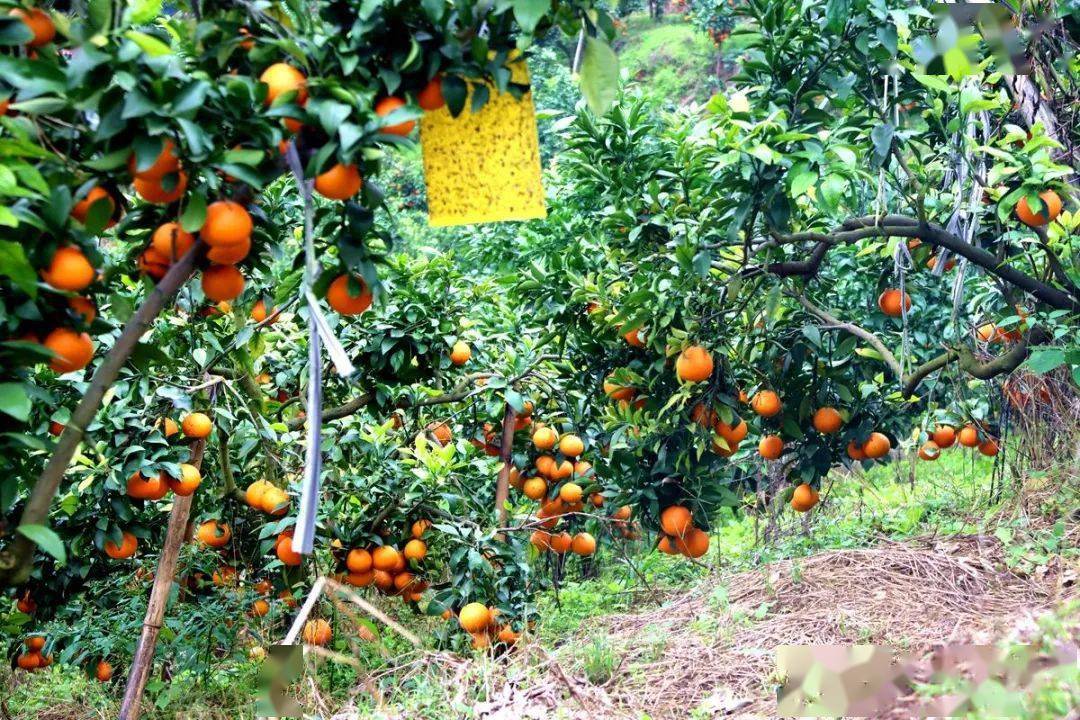 种植砂糖橘致富_砂糖橘种植成本_种砂糖橘赚钱吗