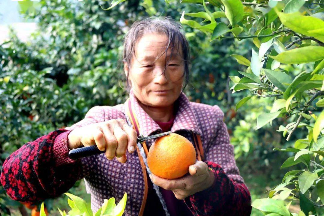 种植砂糖橘致富_砂糖橘种植成本_种砂糖橘赚钱吗