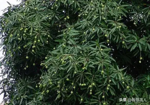 扁桃种植致富_扁桃种植带领全县致富_扁桃种植收入怎么样