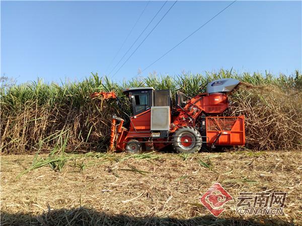 甘肃种甘蔗_致富经甘蔗种植视频_陇川县种植甘蔗致富的例子